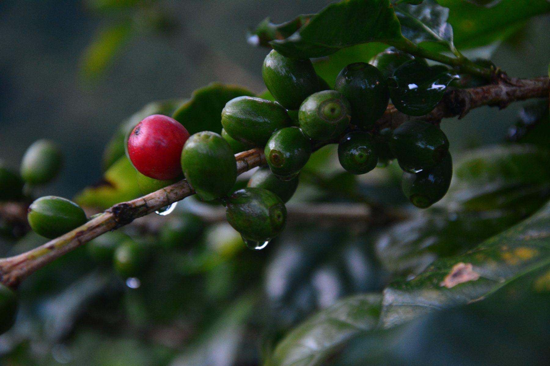 The VISIONEERS finca in Costa Rica