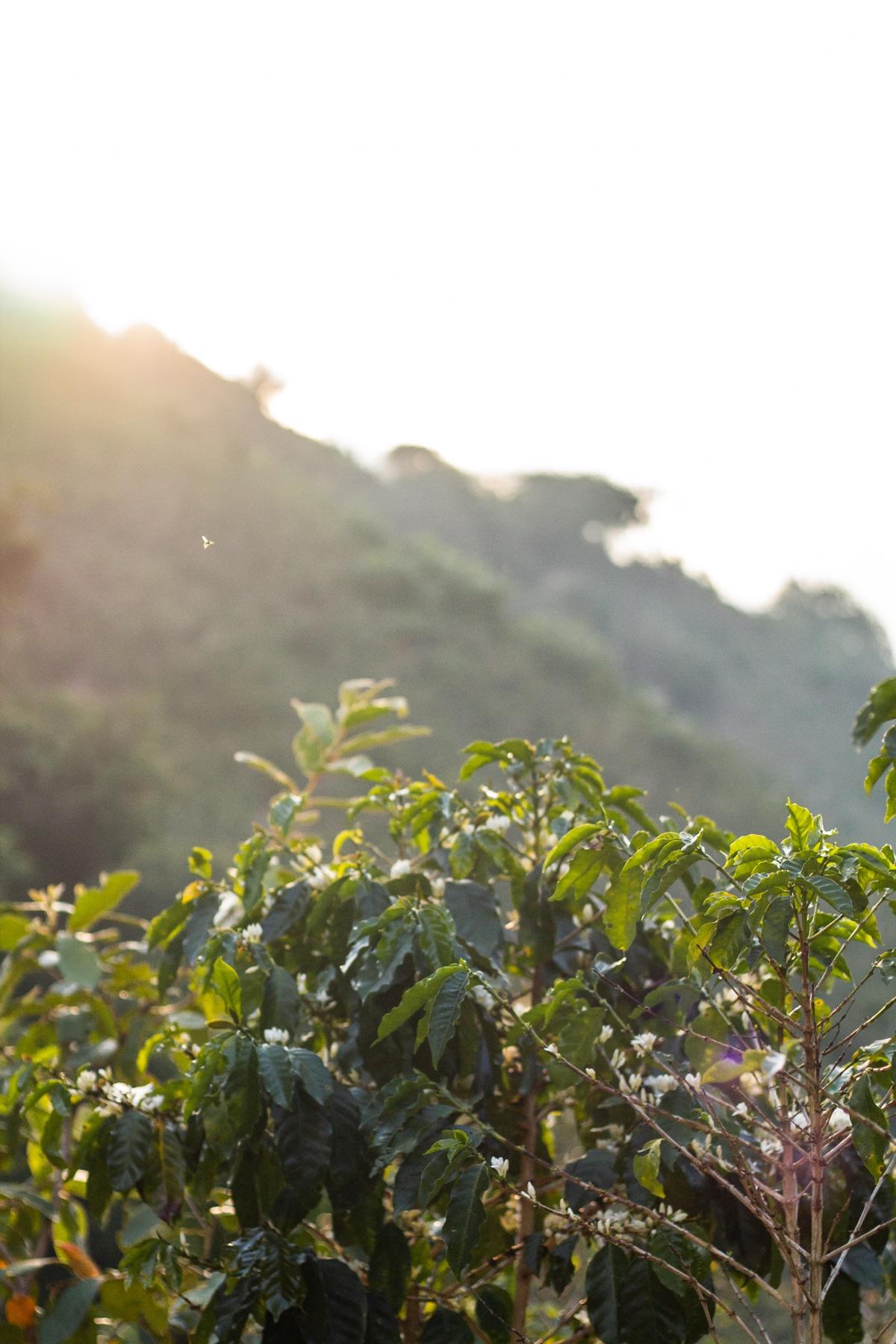 The VISIONEERS finca in Costa Rica
