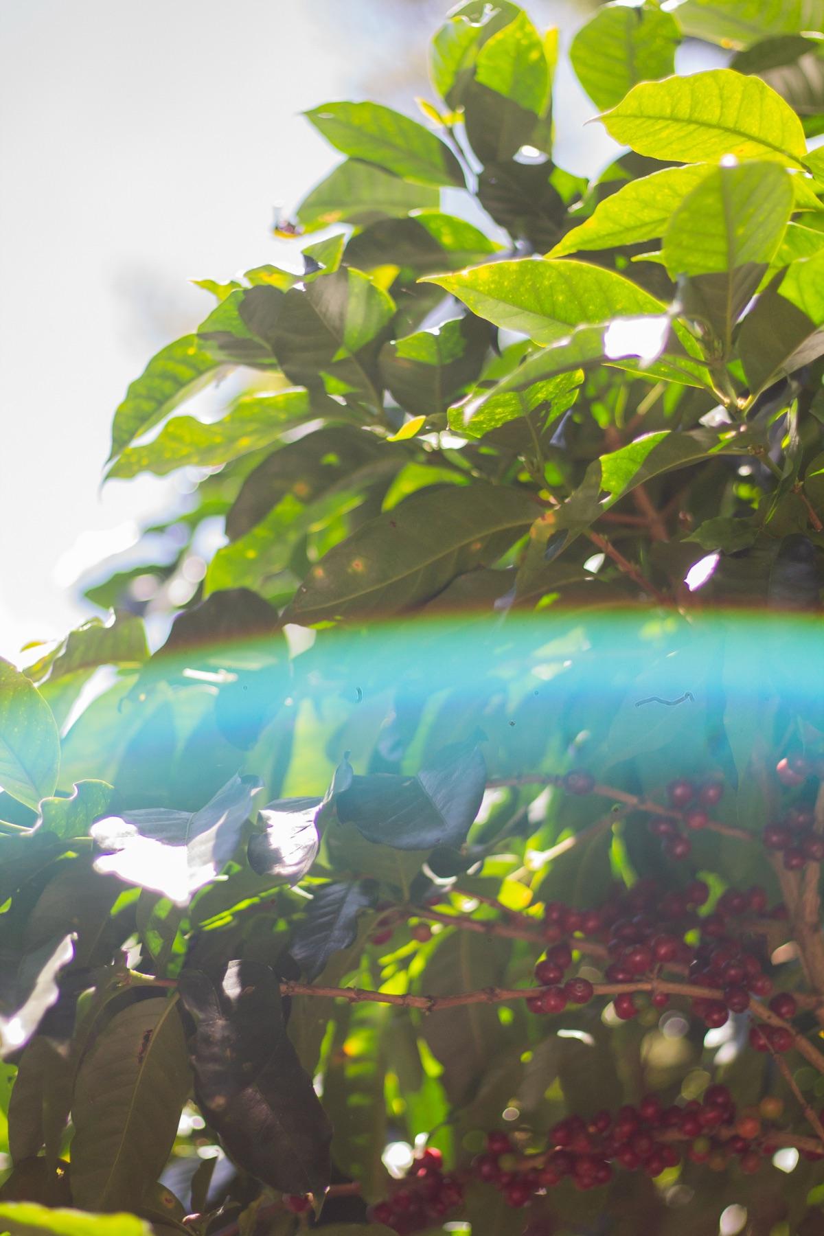 Coffee leaves on the finca